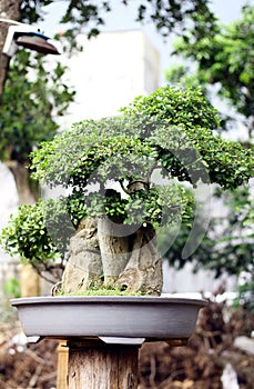 Streblus asper bonsai photo