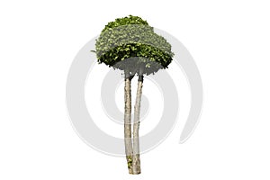 Streblus asper Lour,Siamese rough bush,Tooth brush tree Isolated on the white background. Tree for garden decoration