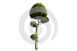 Streblus asper Lour,Siamese rough bush,Tooth brush tree Isolated on the white background. Tree for garden decoration