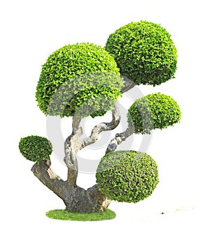Streblus asper tree