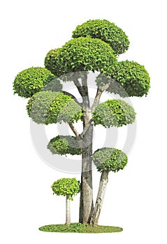 Streblus asper tree