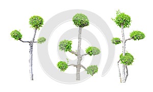 Streblus asper tree collection