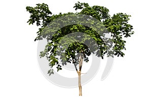 Streblus asper tree on isolated background