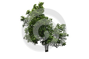 Streblus asper tree on isolated background