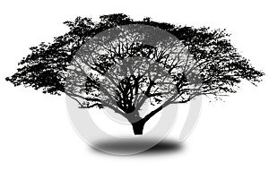 Streblus asper tree on isolated background