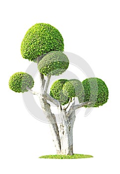 Streblus asper tree photo