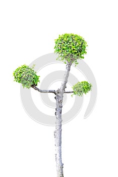 Streblus asper tree