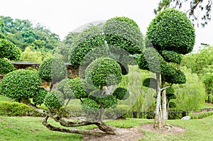 Streblus Asper trees