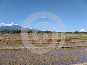 A strech of rice fields that have just been planted