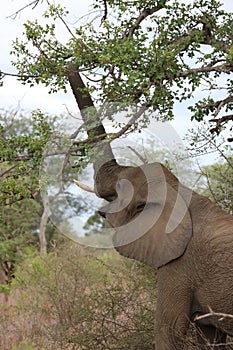 Streching Elephant photo