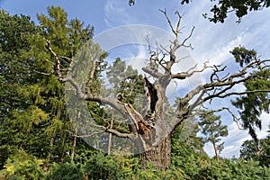 Strectched out veteran trees. perspective hatfield park england europe