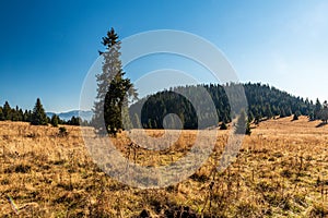 Stredna polana meadow in autumn Chocske vrchy mountains in Slovakia