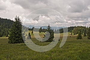 Stredna polana meadow in Chocske vrchy