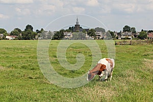 Streefkerk Pasture