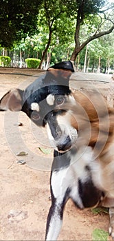streen Black dog image shoot india