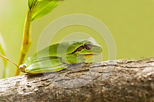 Streeploze Boomkikker, Mediterranean Tree Frog, Hyla meridionalis