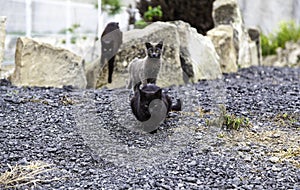 Street abandoned cats