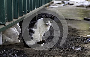 Street abandoned cats