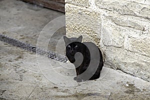 Street abandoned cats