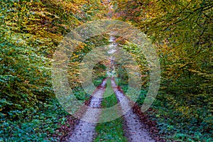 Street into an autumn forest