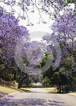 Street of beautiful purple vibrant jacaranda in bloom. Spring.