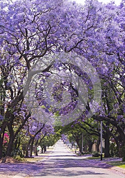 Street of beautiful purple vibrant jacaranda in bloom. Spring.