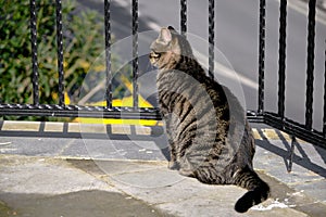 Street black cat in moda, kadikoy parks photo