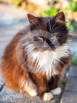 Street black and white cat.