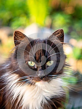 Street black and white cat.