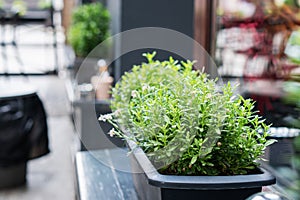 Street cafe in Bydgoszcz, Poland. Flowers near the cafe on street