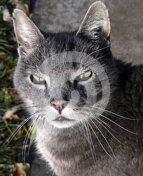 Street Cat