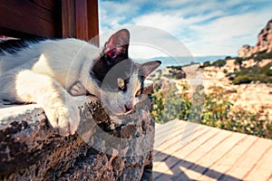 Street cat basking in the sun at beach restaurant in Greece