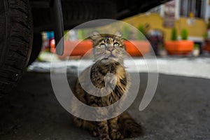 A street cat below car in Istanbul, Turkey.