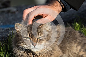 Street cat cared by man