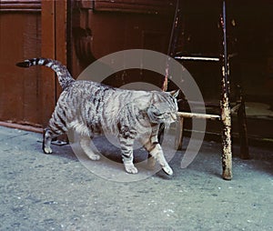 Street Cat, Christopher Street New York USA