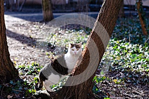 A street cat climbs a tree. An abandoned yard cat is basking in the sun. Pet.