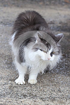 . street cat. color white with gray. hungry. no strength whatsoever to move. shelter