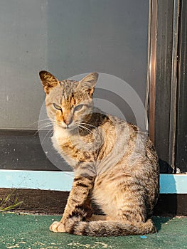 Street cat at the door with angry face looking to the camera