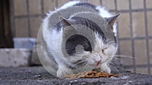 Street Cat Eating Against Tiles