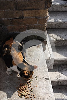 Street Cat Eating Kibble in Rome, Italy
