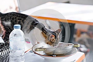 A street cat eats food from plates