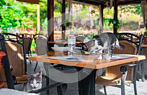 A street cat eats food from plates