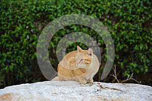 Street cat eats food on the rock