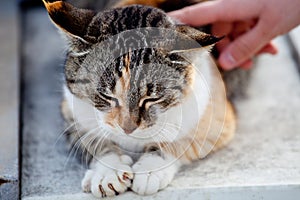 Street cat enjoys being stroked by girlâ€™s hand