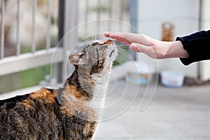 Street cat enjoys being stroked by girlâ€™s hand