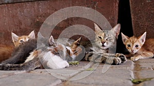 A street cat family, kittens, in the Medina of Marrakech, Morocco.