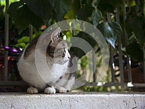 Street cat in front of a fence with leaves