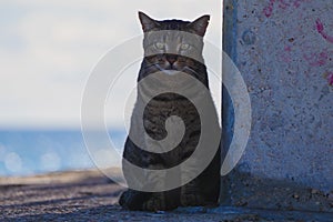 Street cat with green eyes looking at camera, with a sea background