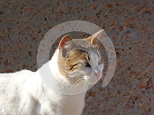 Street Cat with green eyes and a sharpen mustache