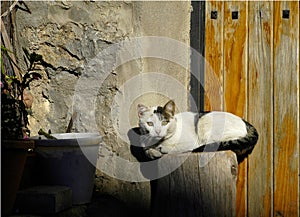 Street cat in a house entrance in a Catalonian village, Spain